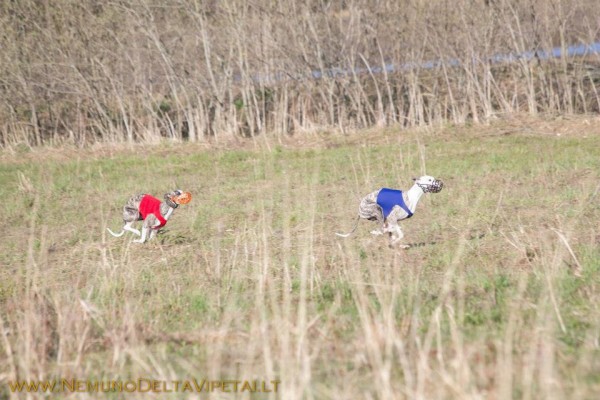 coursing2