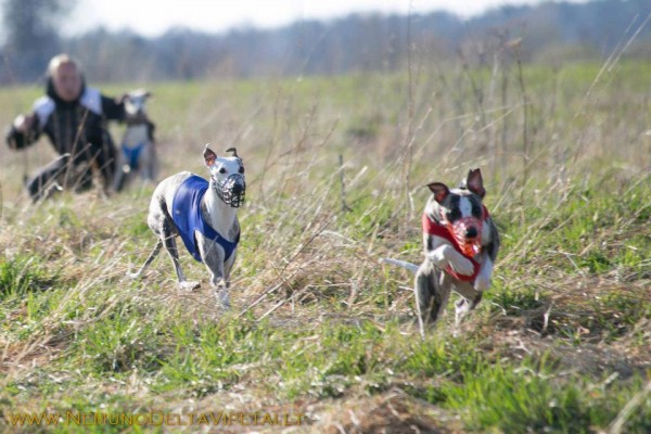 coursing3