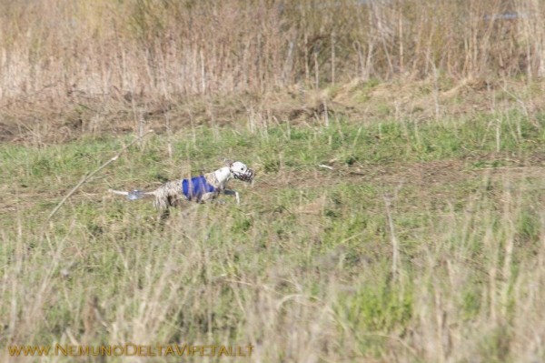 coursing4