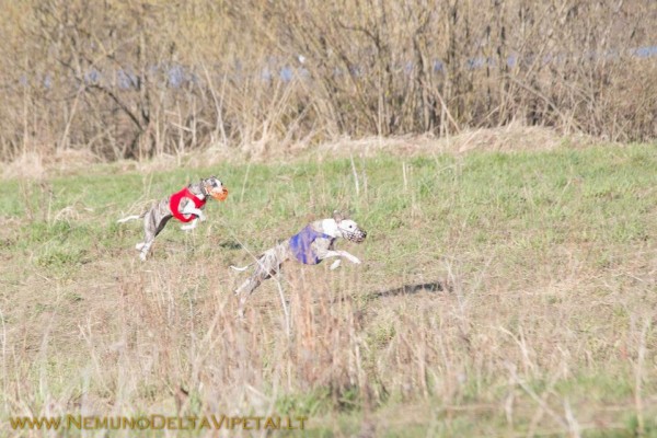 coursing5